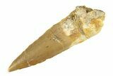 Fossil Spinosaurus Tooth - Real Dinosaur Tooth #268321-1